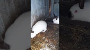 Первая случка молодой крольчихи//Контрольная случка рабочей кроььчихи