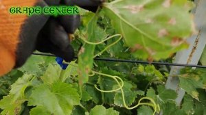 Сульфат калия против милдью на винограде. Potassium sulfate against mildew on grapes