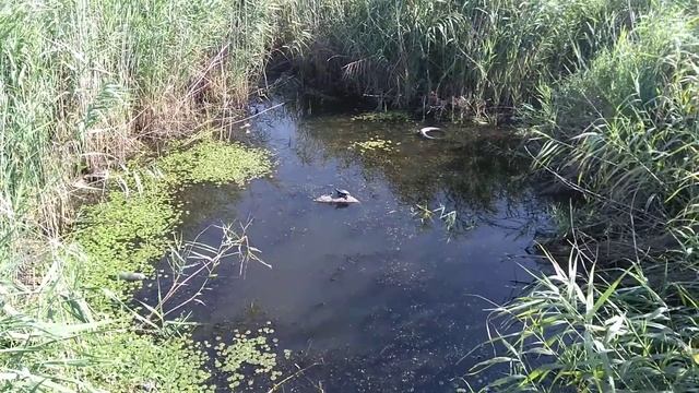 Черепаха кохнівського болота? смотреть онлайн