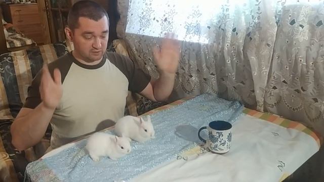 Декоративные кролики Гермелины Москва смотреть онлайн