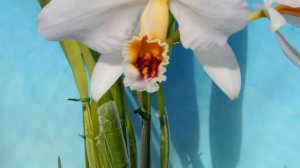 Cattleya percivaliana f.coerulea `Miyabi' 雅 (`Ondine' x  'Rosa Mary')   orchid