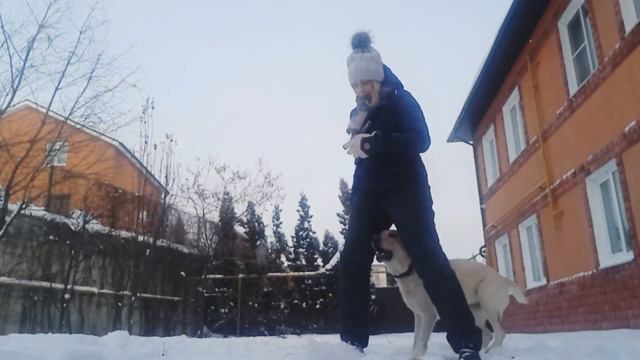 Лабрадор учится прыгать в скакалку🐶 смотреть онлайн