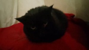 Кошка Ася рычит мяукает шипит и напала