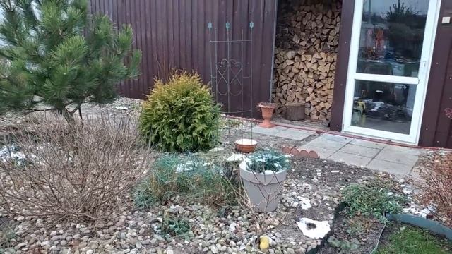 Как Зимуют Растения в Моём Саду ✅Самый Западный Регион✅ Ноябрь✅ #garden #сад #жизньзагородом