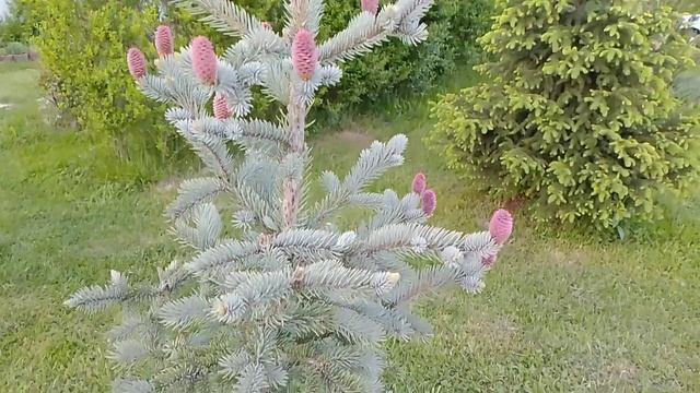 Маленькое видео про ель Хупси