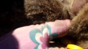 Вытаскиваем клеща у котенка