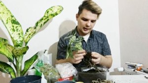 Как вырастить АЛОКАЗИЮ? Показываю от А до Я