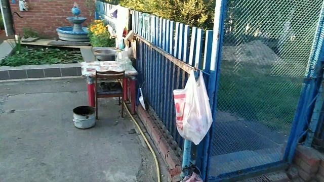 #Обзор#урожая сок грушевый, лук, чеснок и арбуз. смотреть онлайн