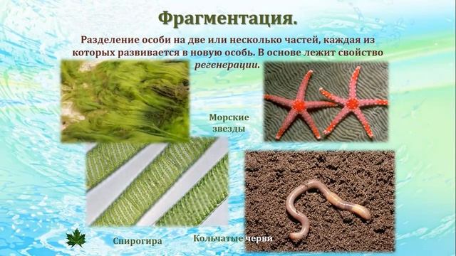 Размножение живых организмов