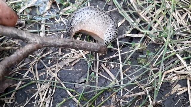 Жуткий далматинец слизень.