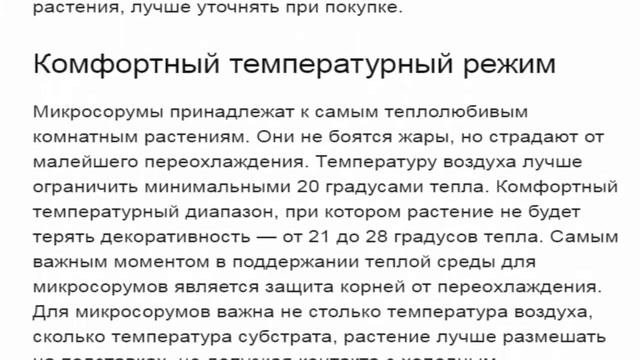 Микросорумы -- особенные папоротники.