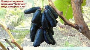 Виноград первого класса бессемянности, ранне- средний, крупный, аватар