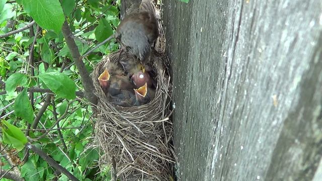 Дрозды рябинники - от яичка до взрослой птички. смотреть онлайн