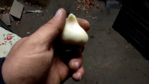 Чистка цибулі тюльпана / Чистка луковитцы тюльпана