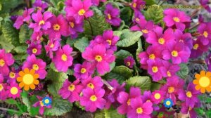 Примула бесстебельная Ванда Пинк. Краткий обзор, описание характеристик primula acaulis Wanda Pink