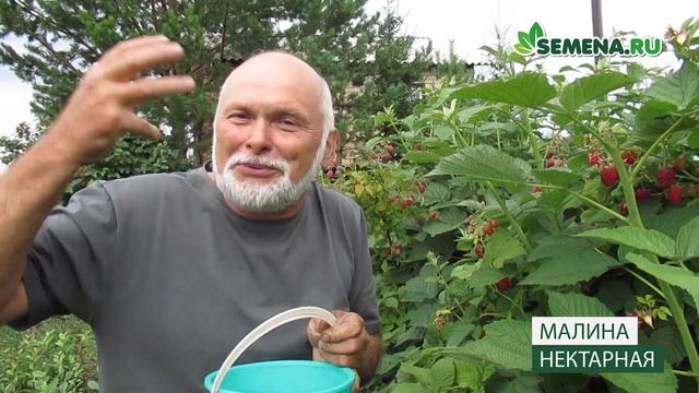 Малина Нектарная смотреть онлайн