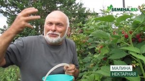 Малина Нектарная