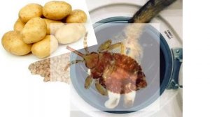 Берём сначало кропу, потом кошачью жопу (Клип)