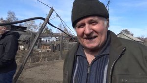 Волчья кровь, сюжет об охотничьих собаках, волк + западно-сибирская лайка