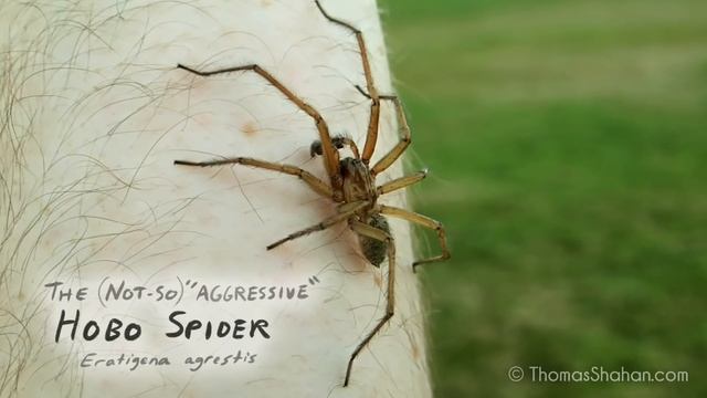 Debunking Spider Myths & Misconceptions смотреть онлайн