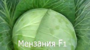 Парад капуст - Бухарест, 3336, Мензания, Агрессор. Обзор гибридов