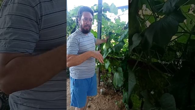 24 августа 2020 г. ЛАГЕНАРИЯ (первый опыт)... смотреть онлайн