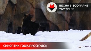 НОВОСТИ УДМУРТИИ | Медведь Гоша проснулся в зоопарке Удмуртии