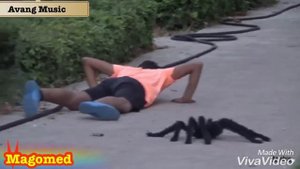 БОЛЬШОЙ ПАУК ПРАНК