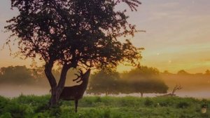 Музыка для сна. Быстро уснуть Eunoia  Chillstep Mix 2024. Для расслабления, работы. #отдых #relax