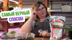 Появилась плесень на рассаде?! Нужно всего ОДНО средство!