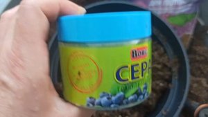 пересадка гортензии в больший горшок.