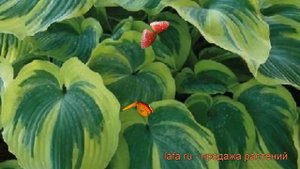 Хоста гибридная Эс Энджел (hosta earth angel) ? Эс Энджел обзор: как сажать, рассада хосты Эс Эндже