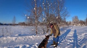 Немецкая овчарка. Плюсы породы.