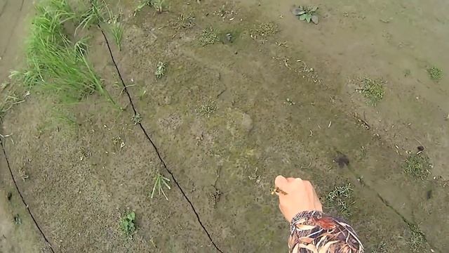 Охота на гуся.  Goose hunting. Белолобый гусь и белощекая казарка.