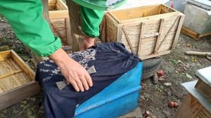 Как успешно зимовать с отводками пчел на пасеке. Как перезимовать слабыми пчелиными семьями