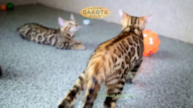 Будни питомника бенгальской кошки Dakota Gold   конец первого месяца лета 2
