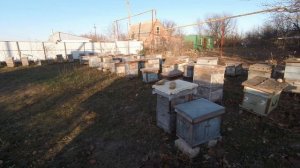 Почему не летают пчёлы Вы знаете?