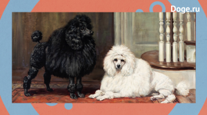 Порода собаки Пудель - Интересные факты о питомце, характер, описание, уход и стоимость