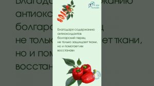 Болгарский перец - чем полезен овощ? Все привыкли есть овощи. Посмотрим на перец повнимательнее.