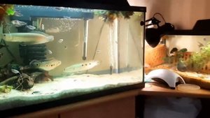 Кормление глазчатых змееголов и новости канала