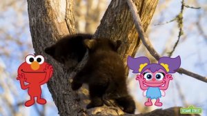 Sesame Street: Elmo and Friends Animation Compilation