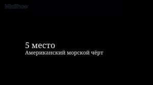 10 САМЫХ ОПАСНЫХ РЫБ В МИРЕ 2 часть