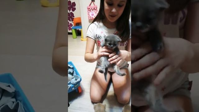 Шотландские котята 3 недели