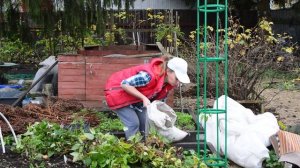 Как обрезать клематисы. Группы обрезки не нужны. Новый способ!