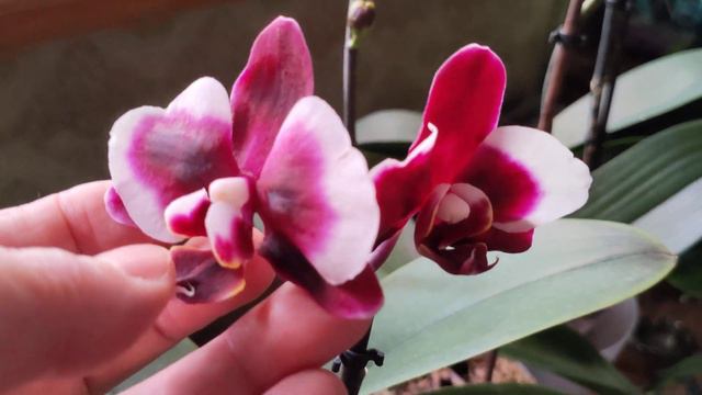 Орхидея фаленопсис Gaucho. Цветы восковые, кожистые. смотреть онлайн