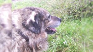 Кавказская овчарка. Плюсы и минусы, Цена, Как выбрать, Факты, Уход, История