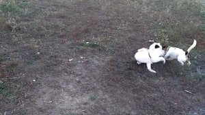 Охота Джек Рассела на лису ч.1/Шелдон vs Christoffer/ Chrisroffer pet fox