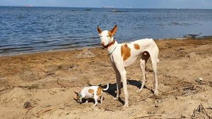 Поденко ибиценко на прогулке