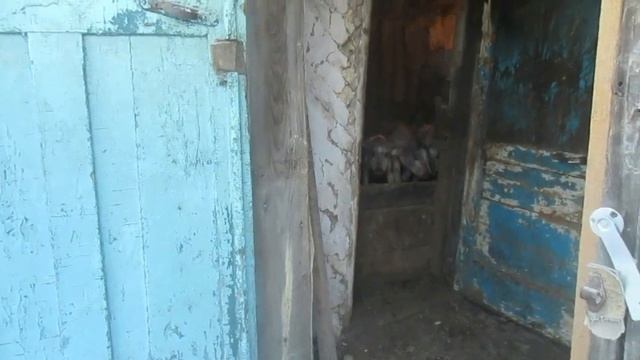 Разгребаю накопившиеся дела... Отлучил свиноматку от поросят... Городской Деревенский Парень. смотреть онлайн