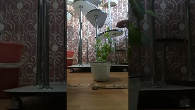 Гүлдерге өз қолымызбен подвеска жасаймыз смотреть онлайн